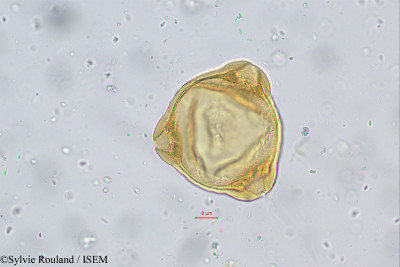 Sylvie.Rouland/Epilobium_dodonaei_124/Epilobium_dodonaei_124_0001(copy)_thumb.jpg