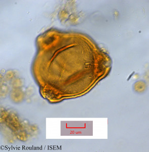 Epilobium salignum - lame n° 1379