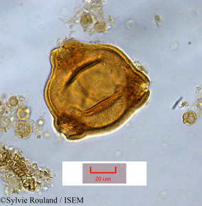 Epilobium salignum - lame n° 1379