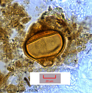 Epilobium salignum - lame n° 1379