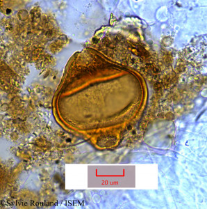 Epilobium salignum - lame n° 1379