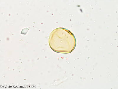 Sylvie.Rouland/Eragrostis_bifaria_4947/Eragrostis_bifaria_4947_0001(copy)_thumb.jpg
