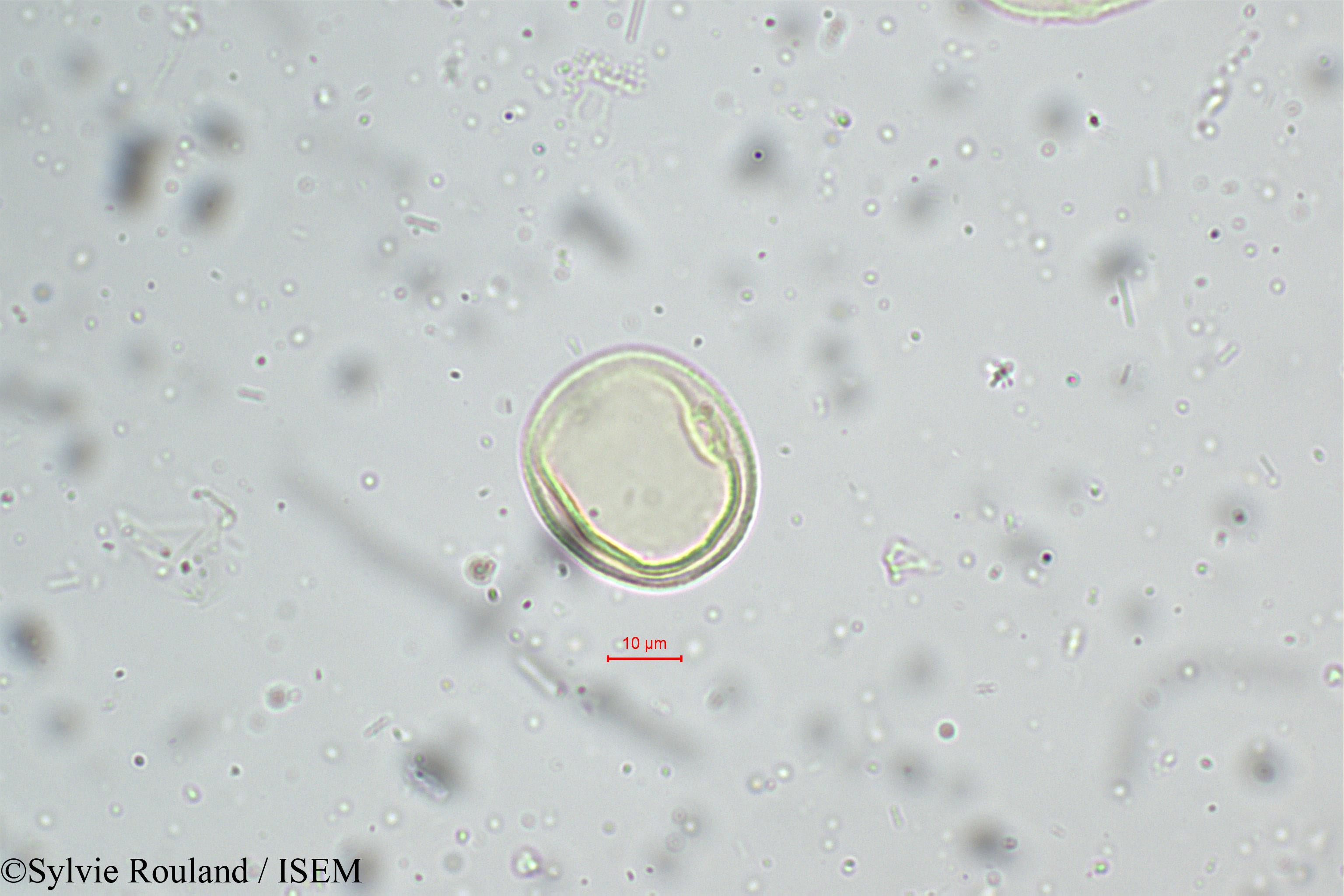 Sylvie.Rouland/Eragrostis_nigra_5243/Eragrostis_nigra_5243_0001(copy).jpg