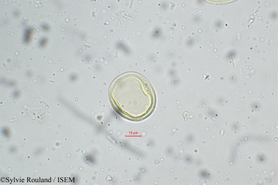Sylvie.Rouland/Eragrostis_nigra_5243/Eragrostis_nigra_5243_0001(copy)_thumb.jpg