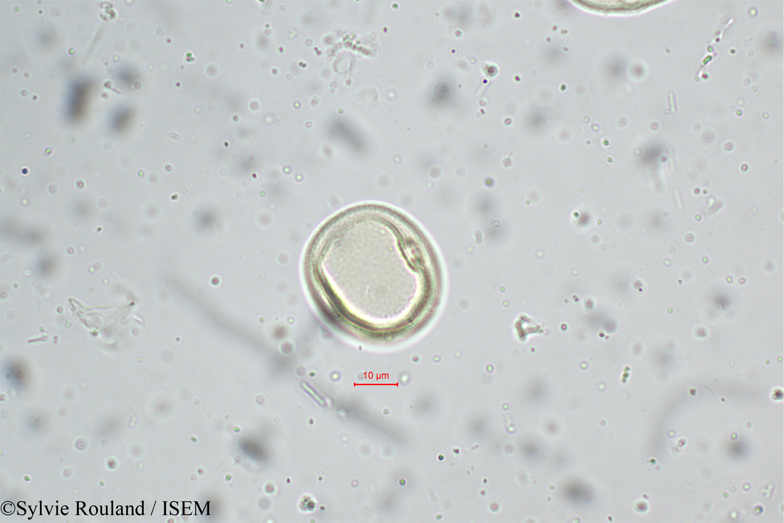 Sylvie.Rouland/Eragrostis_nigra_5243/Eragrostis_nigra_5243_0002(copy).jpg