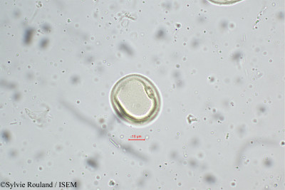Eragrostis nigra - lame n° 5243