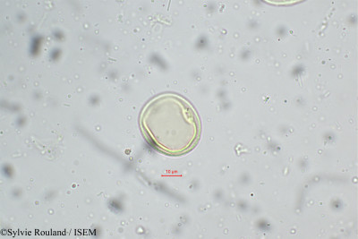 Eragrostis nigra - lame n° 5243