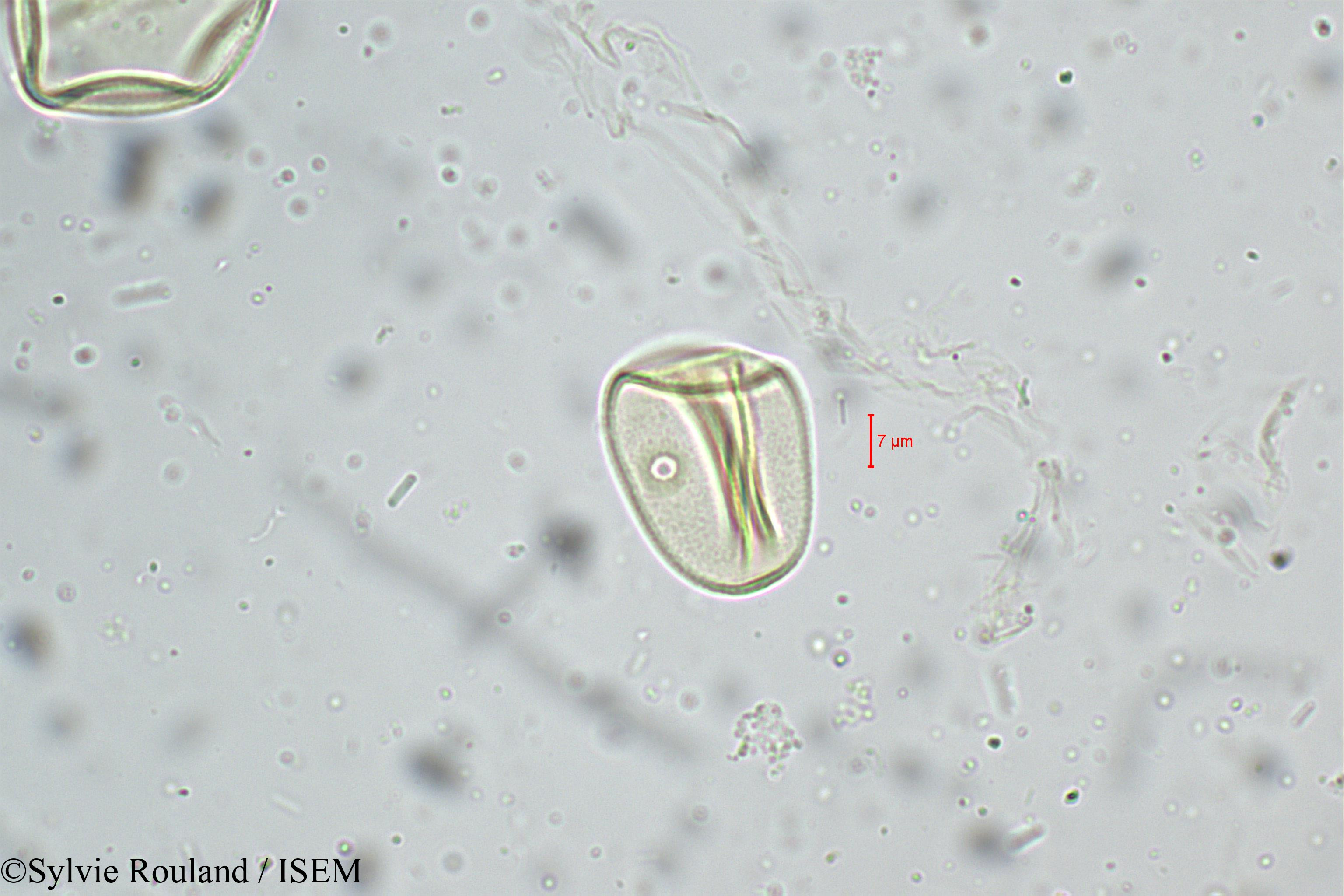 Sylvie.Rouland/Eragrostis_nigra_5243/Eragrostis_nigra_5243_0004(copy).jpg