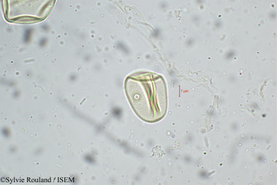 Eragrostis nigra - lame n° 5243