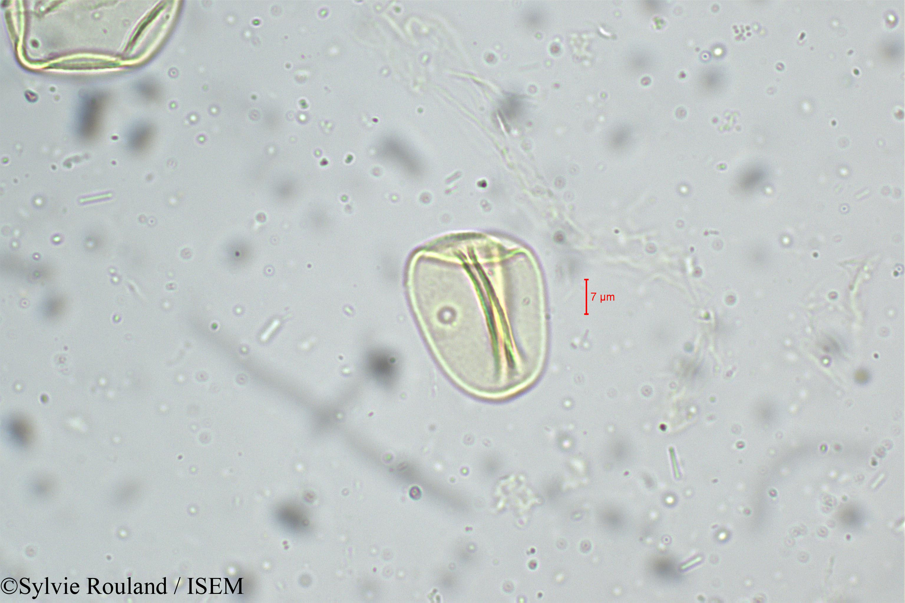 Sylvie.Rouland/Eragrostis_nigra_5243/Eragrostis_nigra_5243_0005(copy).jpg