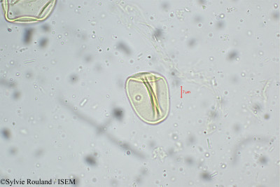 Eragrostis nigra - lame n° 5243