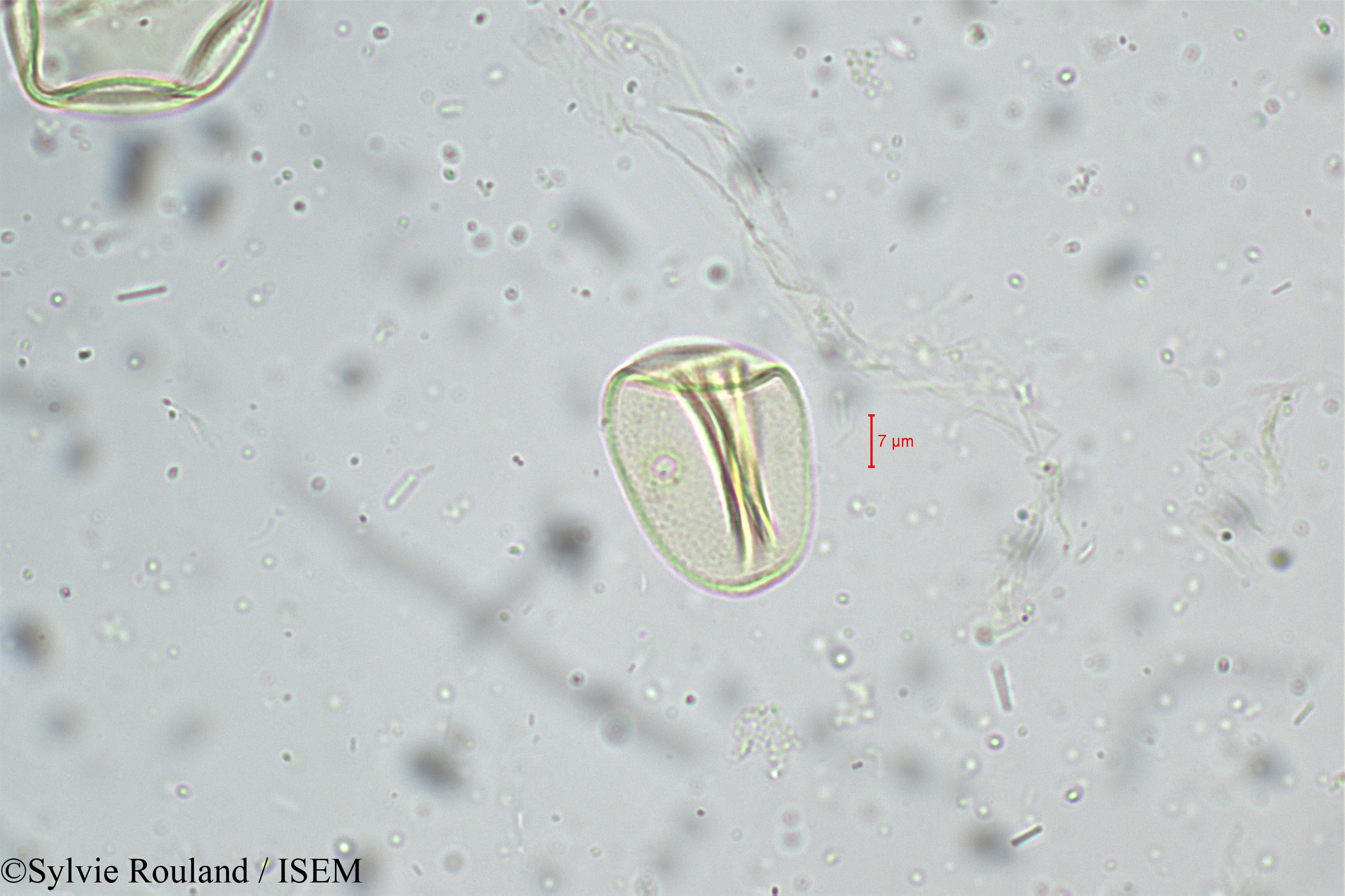 Sylvie.Rouland/Eragrostis_nigra_5243/Eragrostis_nigra_5243_0006(copy).jpg