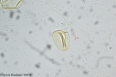 Eragrostis nigra - lame n° 5243