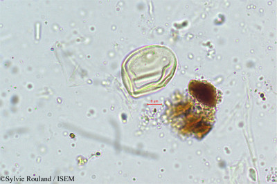 Sylvie.Rouland/Eragrostis_plumosa_5011/Eragrostis_plumosa_5011_0001(copy)_thumb.jpg
