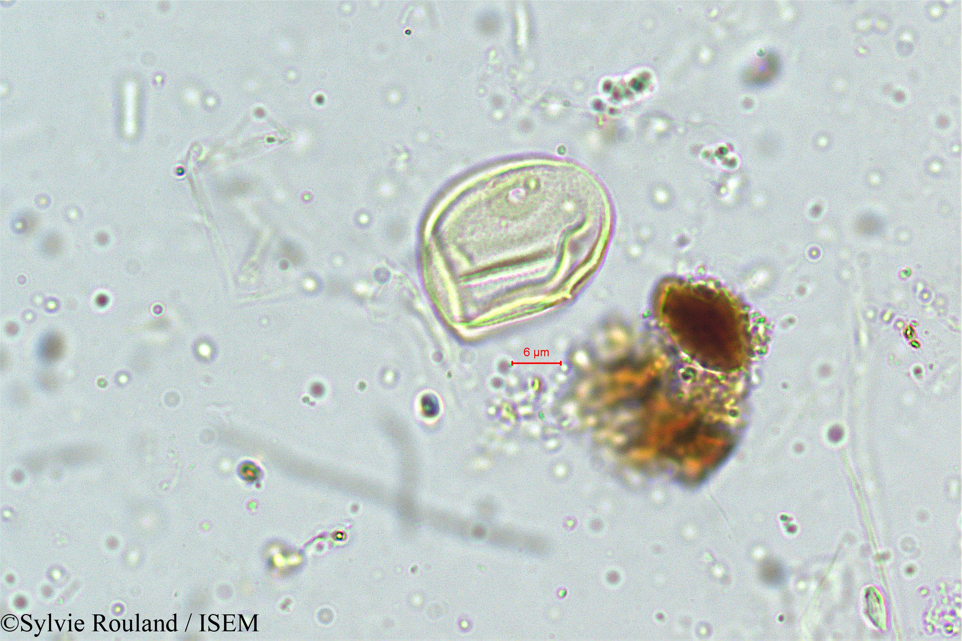 Sylvie.Rouland/Eragrostis_plumosa_5011/Eragrostis_plumosa_5011_0002(copy).jpg