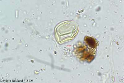 Eragrostis plumosa - lame n° 5011