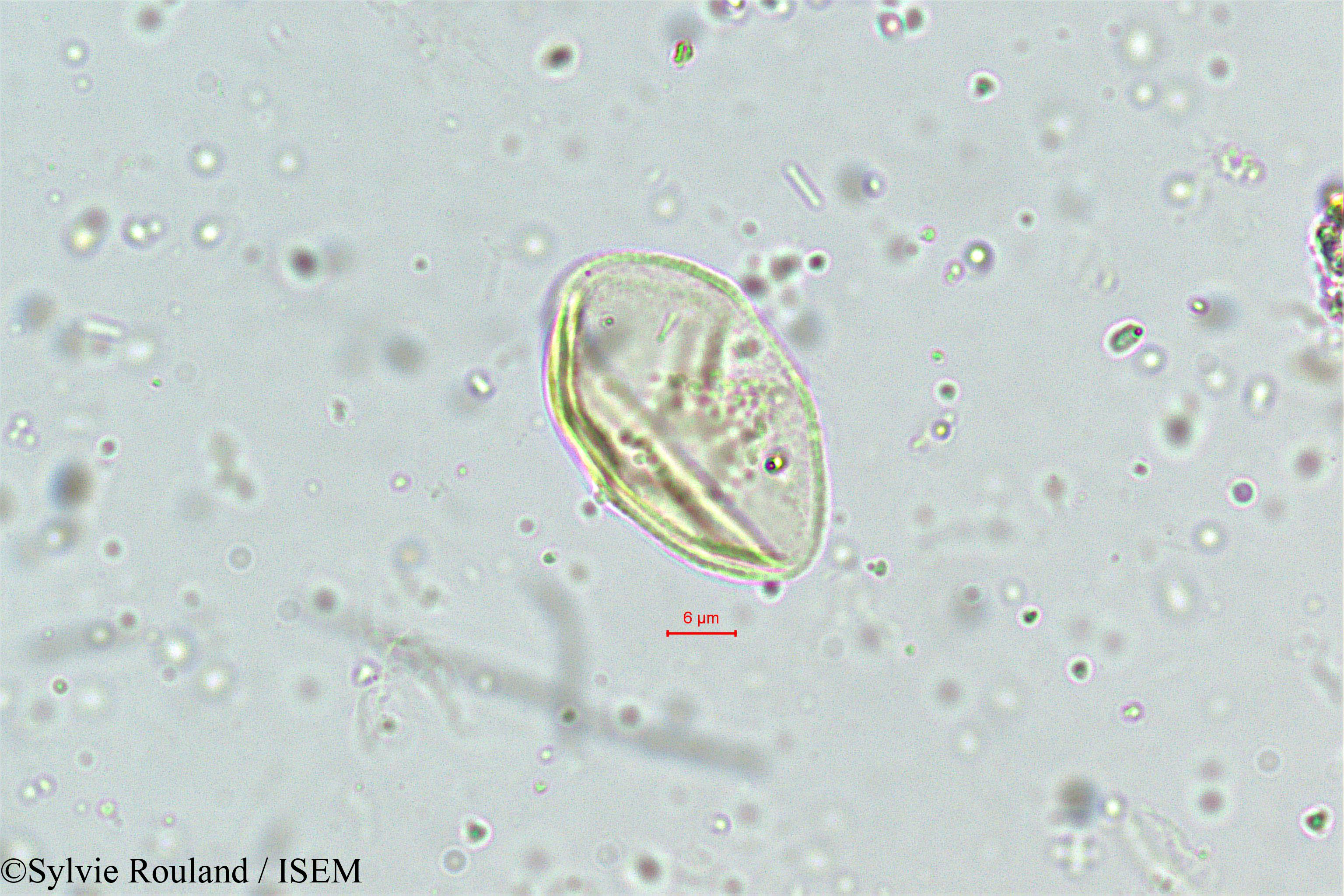 Sylvie.Rouland/Eragrostis_plumosa_5011/Eragrostis_plumosa_5011_0003(copy).jpg