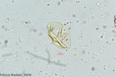 Eragrostis plumosa - lame n° 5011