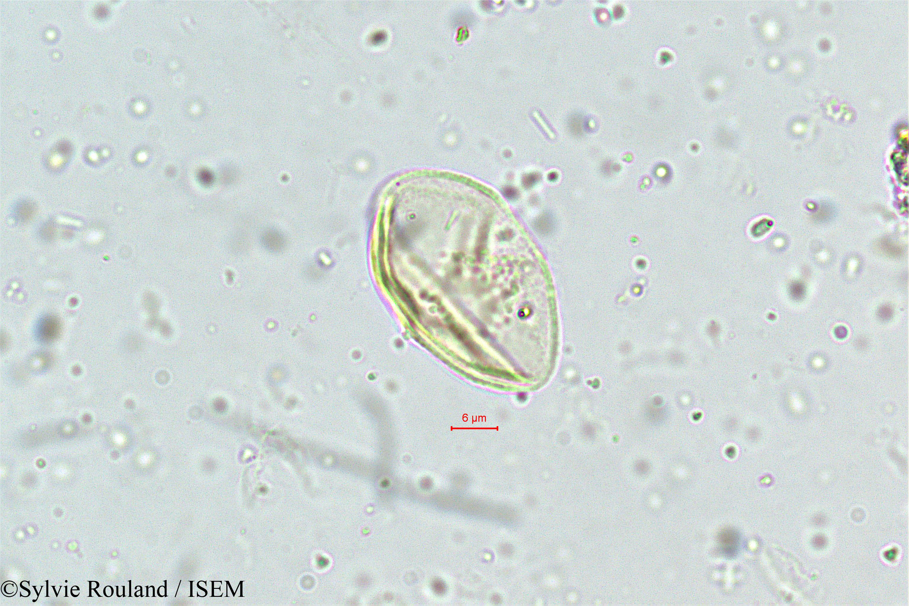 Sylvie.Rouland/Eragrostis_plumosa_5011/Eragrostis_plumosa_5011_0004(copy).jpg