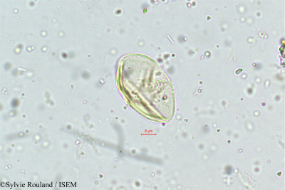 Eragrostis plumosa - lame n° 5011