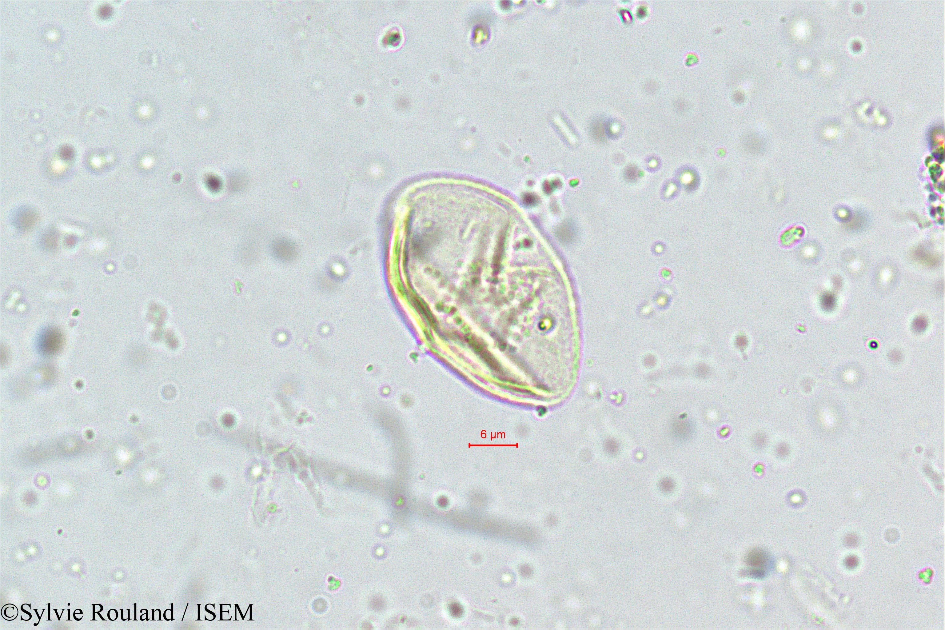 Sylvie.Rouland/Eragrostis_plumosa_5011/Eragrostis_plumosa_5011_0005(copy).jpg