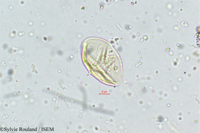 Eragrostis plumosa - lame n° 5011