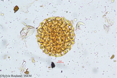 Eranthemum nervosum - lame n° 4993