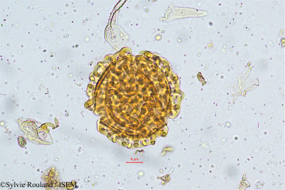 Eranthemum nervosum - lame n° 4993