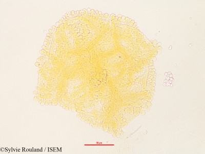 Sylvie.Rouland/Eremolaena_humblotiana_3241/Eremolaena_humblotiana_3241_0001(copy)_thumb.jpg