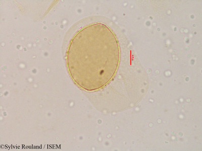 Sylvie.Rouland/Eremurus_libanoticus_3590/Eremurus_libanoticus_3590_0001(copy)_thumb.jpg