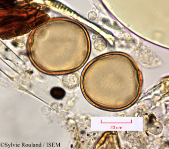 Sylvie.Rouland/Erianthus_perrieri_1500/Erianthus_perrieri_1500_0001(copy)_thumb.jpg