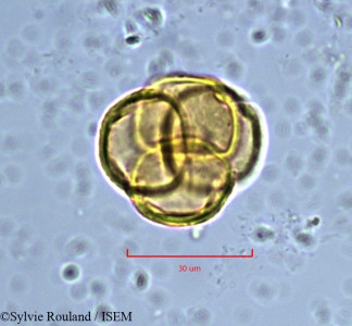 Sylvie.Rouland/Erica_aragonensis_888/Erica_aragonensis_888_0001(copy)_thumb.jpg