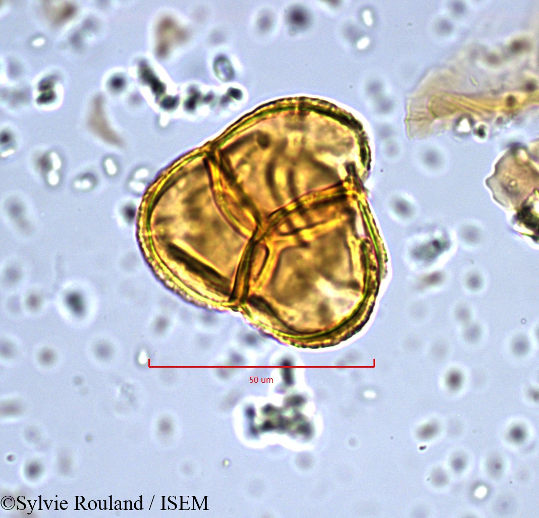 Sylvie.Rouland/Erica_australis_890/Erica_australis_890_0001(copy).jpg