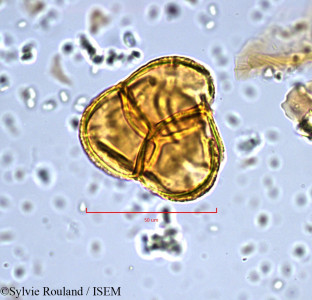 Sylvie.Rouland/Erica_australis_890/Erica_australis_890_0001(copy)_thumb.jpg