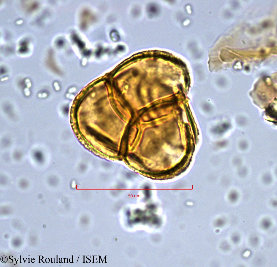Sylvie.Rouland/Erica_australis_890/Erica_australis_890_0003(copy).jpg