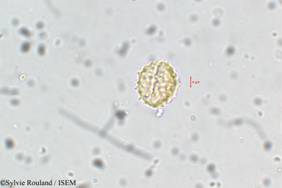 Erigeron annuus - lame n° 5895