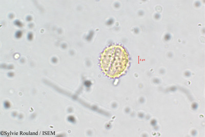 Erigeron annuus - lame n° 5895