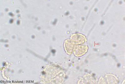 Erigeron annuus - lame n° 5895