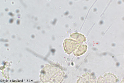 Erigeron annuus - lame n° 5895