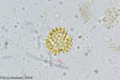 Sylvie.Rouland/Erigeron_mucronatus_5207/Erigeron_mucronatus_5207_0001(copy)_thumb.jpg