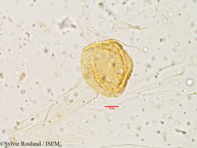 Sylvie.Rouland/Eriocaulon_brownianum_3885/Eriocaulon_brownianum_3885_0001(copy)_thumb.jpg
