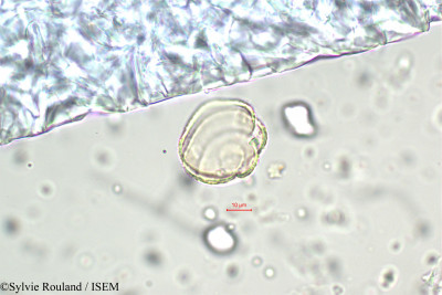 Sylvie.Rouland/Eriocaulon_melaleucum_5801/Eriocaulon_melaleucum_5801_0001(copy)_thumb.jpg