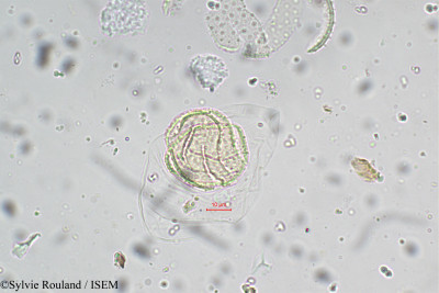 Sylvie.Rouland/Eriocaulon_odoratum_5513/Eriocaulon_odoratum_5513_0001(copy)_thumb.jpg