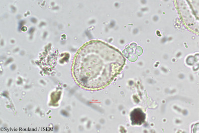 Sylvie.Rouland/Eriocaulon_robustum_5502/Eriocaulon_robustum_5502_0001(copy)_thumb.jpg