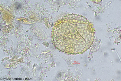 Sylvie.Rouland/Eriodendron_anfractuosum_220/Eriodendron_anfractuosum_220_0001(copy)_thumb.jpg