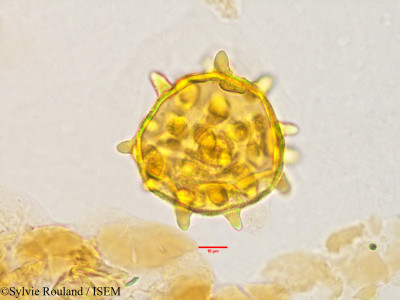 Eriolaena quinquelocularis - lame n° 3505