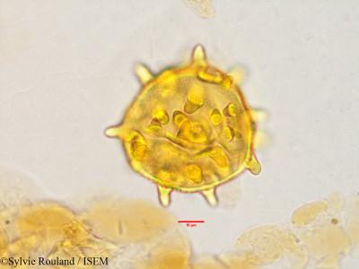 Eriolaena quinquelocularis - lame n° 3505