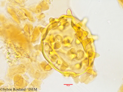 Eriolaena quinquelocularis - lame n° 3505