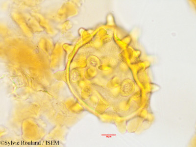 Eriolaena quinquelocularis - lame n° 3505