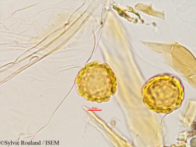 Sylvie.Rouland/Eriosema_parviflorum_2770/Eriosema_parviflorum_2770_0001(copy)_thumb.jpg